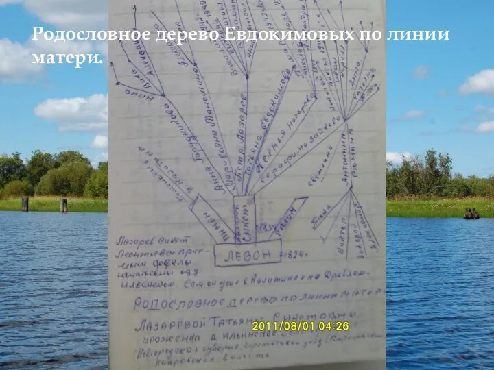 Родословное дерево Евдокимовых по линии матери.
