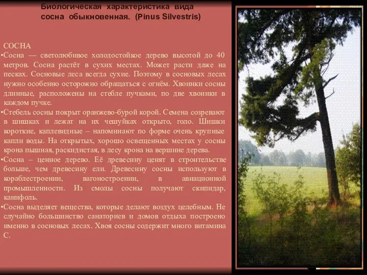 СОСНА Сосна — светолюбивое холодостойкое дерево высотой до 40 метров. Сосна растёт
