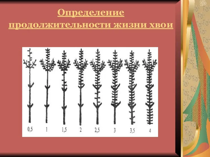 Определение продолжительности жизни хвои