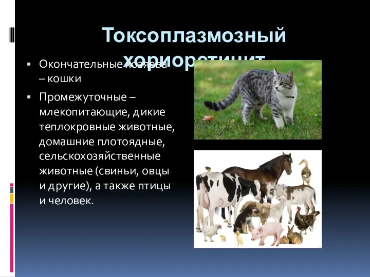 Токсоплазмозный хориоретинит Окончательные хозяева – кошки Промежуточные – млекопитающие, дикие теплокровные животные,