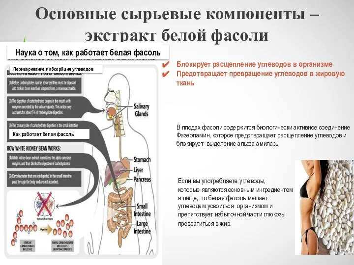 Основные сырьевые компоненты – экстракт белой фасоли Блокирует расщепление углеводов в организме