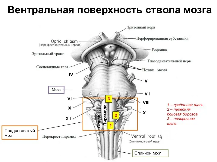 Вентральная поверхность ствола мозга Продолговатый мозг Спинной мозг Пирамида Олива VI IX