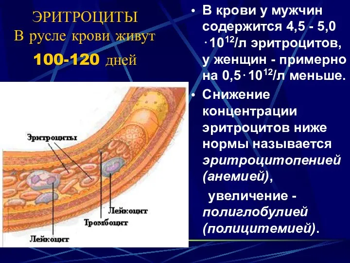 ЭРИТРОЦИТЫ В русле крови живут 100-120 дней В крови у мужчин содержится