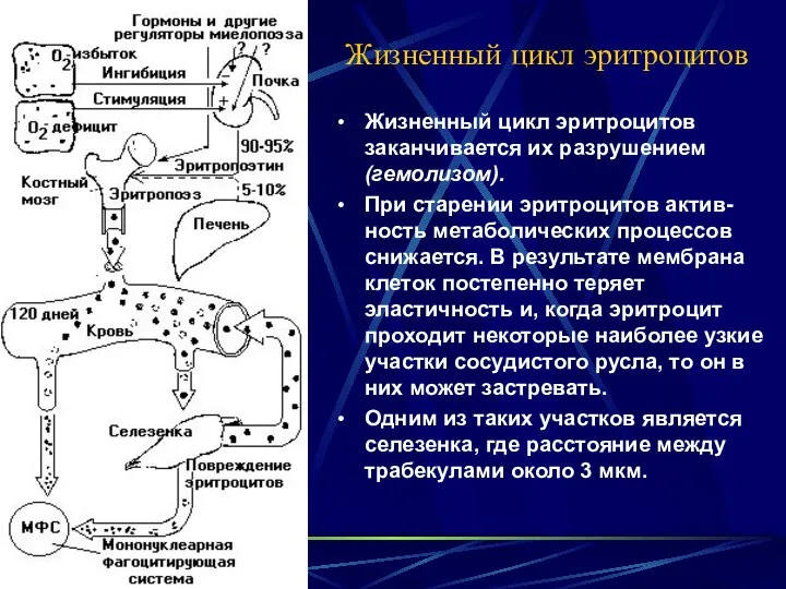 Жизненный цикл эритроцитов Жизненный цикл эритроцитов заканчивается их разрушением (гемолизом). При старении