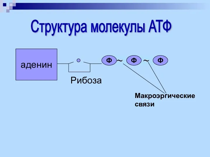 аденин Ф Ф Ф Рибоза Макроэргические связи Структура молекулы АТФ