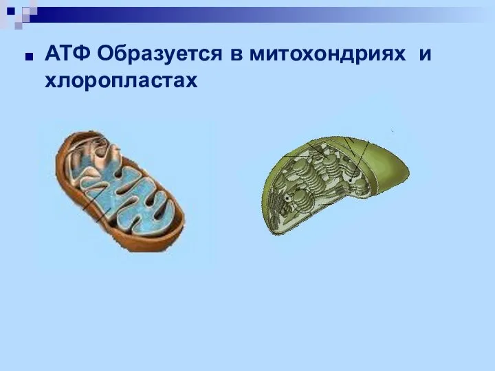 АТФ Образуется в митохондриях и хлоропластах