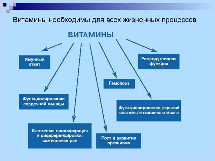 Витамины необходимы для всех жизненных процессов