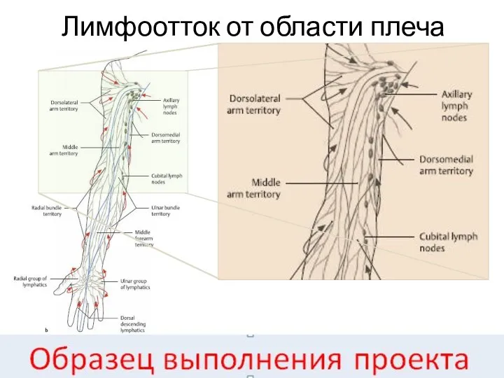 Лимфоотток от области плеча