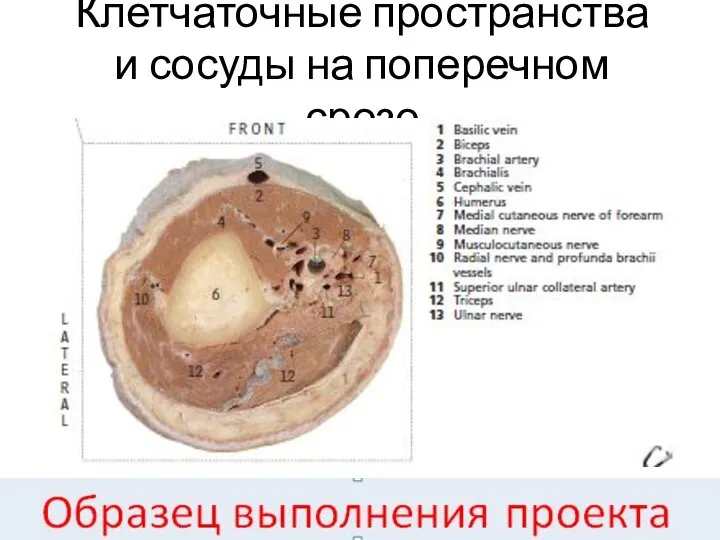 Клетчаточные пространства и сосуды на поперечном срезе