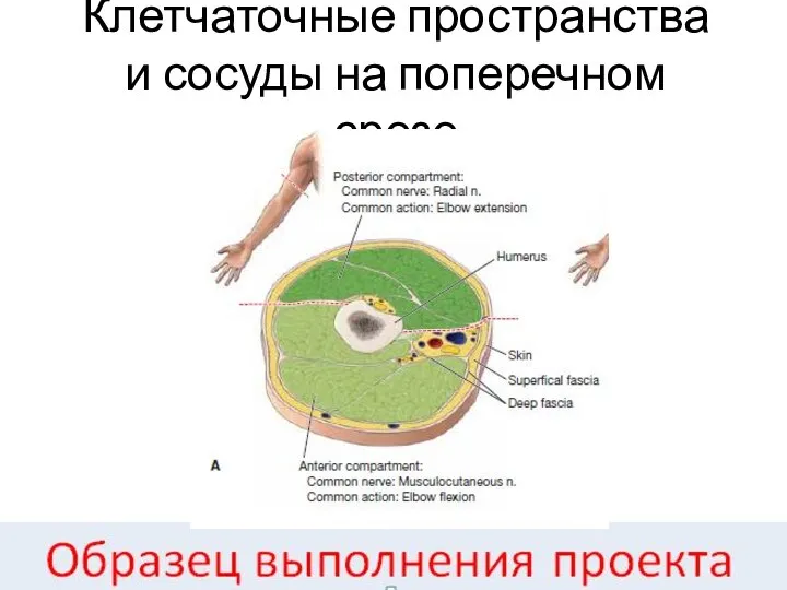 Клетчаточные пространства и сосуды на поперечном срезе