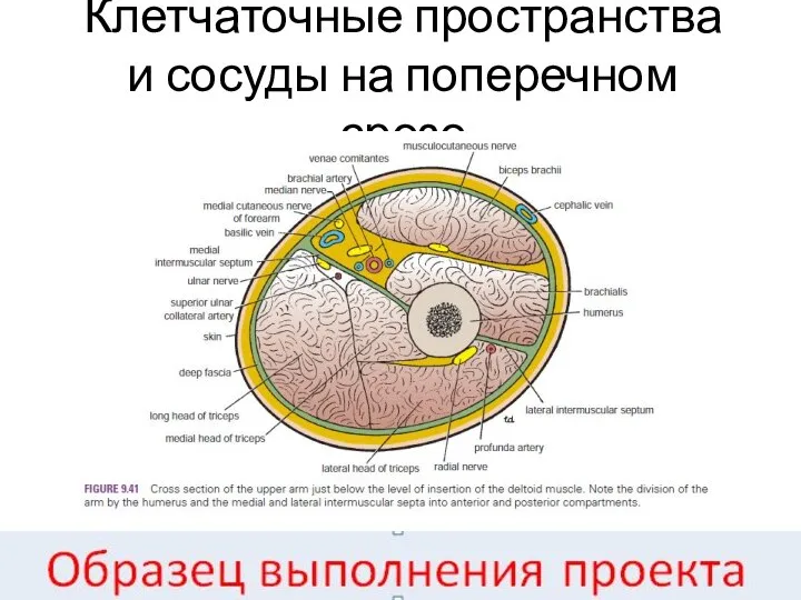 Клетчаточные пространства и сосуды на поперечном срезе