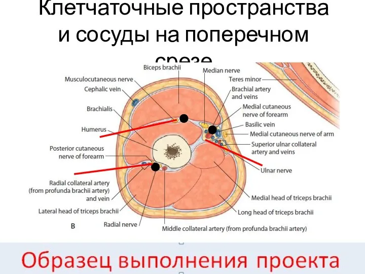 Клетчаточные пространства и сосуды на поперечном срезе