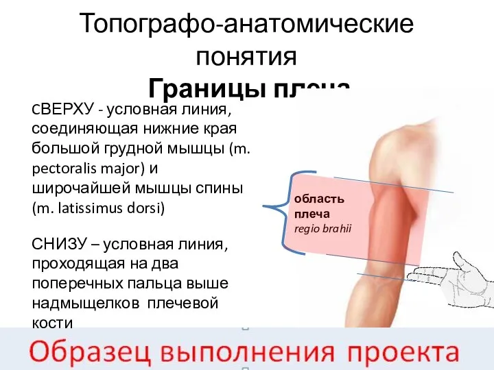 Топографо-анатомические понятия Границы плеча CВЕРХУ - условная линия, соединяющая нижние края большой