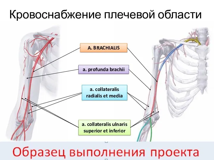 Кровоснабжение плечевой области A. BRACHIALIS a. profunda brachii a. collateralis ulnaris superior