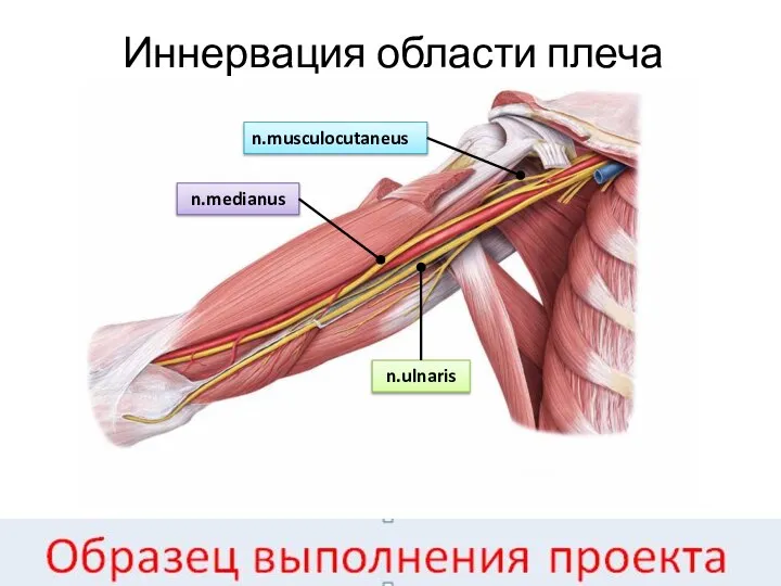 Иннервация области плеча n.ulnaris n.medianus n.musculocutaneus