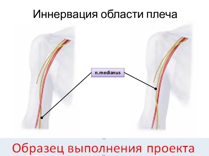 Иннервация области плеча n.medianus