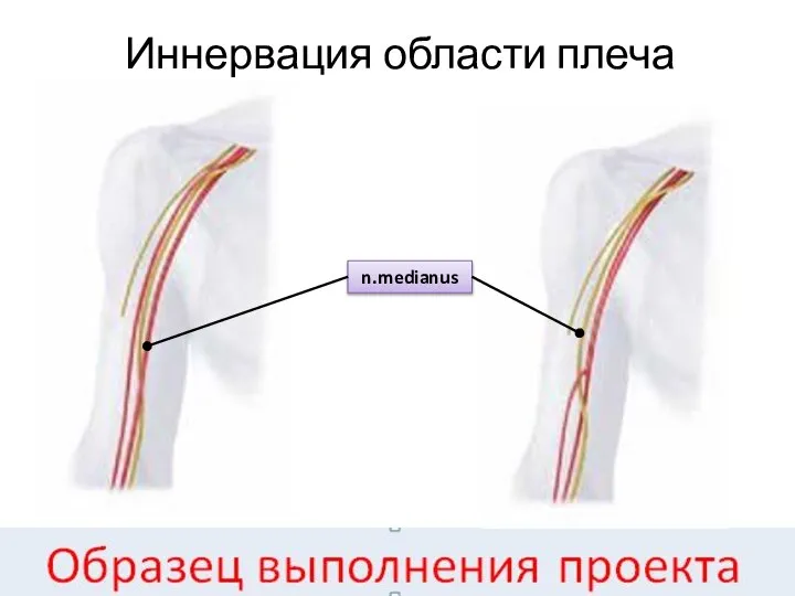 Иннервация области плеча n.medianus