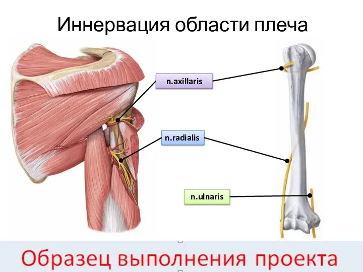 Иннервация области плеча n.axillaris n.radialis n.ulnaris