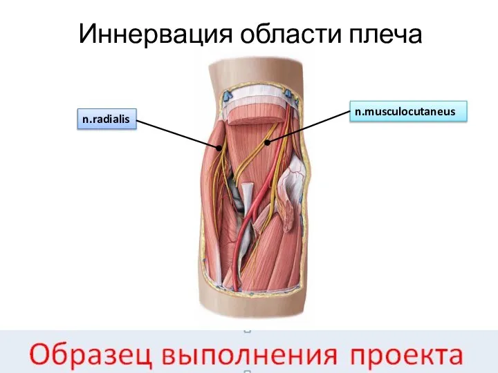 Иннервация области плеча n.musculocutaneus n.radialis
