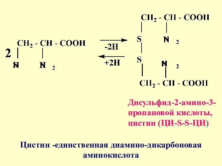 Дисульфид-2-амино-3-пропановой кислоты, цистин (ЦИ-S-S-ЦИ) Цистин -единственная диамино-дикарбоновая аминокислота