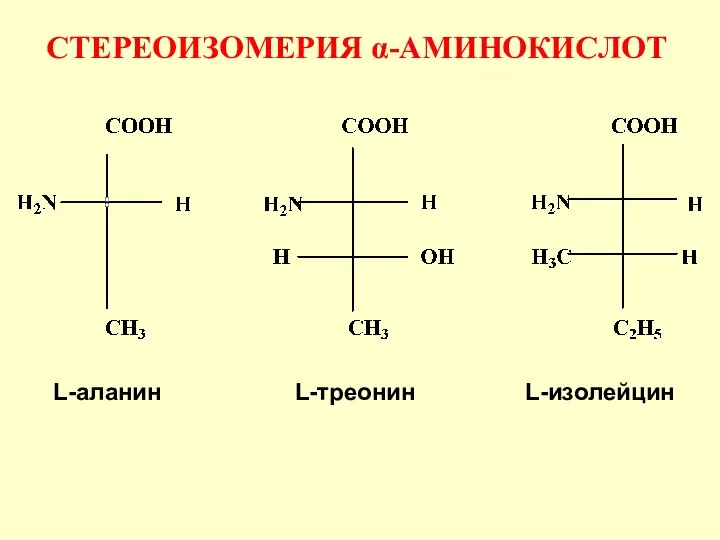 L-аланин L-треонин L-изолейцин СТЕРЕОИЗОМЕРИЯ α-АМИНОКИСЛОТ