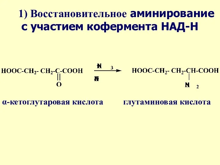 1) 1) Восстановительное аминирование с участием кофермента НАД-Н α-кетоглутаровая кислота глутаминовая кислота