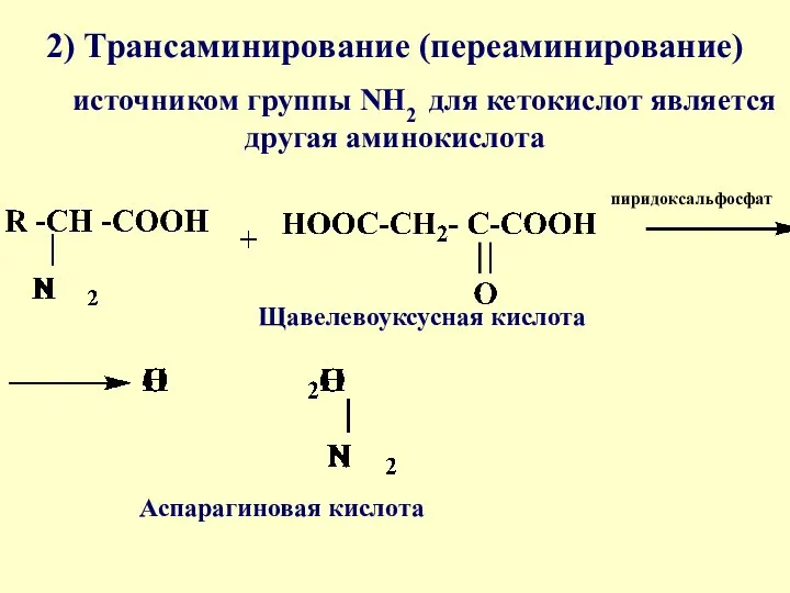 2) Трансаминирование (переаминирование) источником группы NH2 для кетокислот является другая аминокислота пиридоксальфосфат Щавелевоуксусная кислота Аспарагиновая кислота