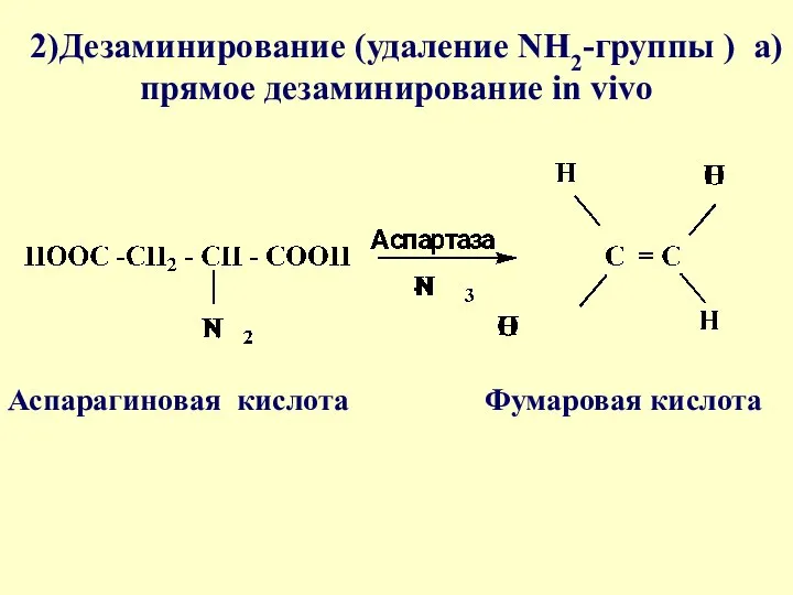 2)Дезаминирование (удаление NH2-группы ) а)прямое дезаминирование in vivo Фумаровая кислота Аспарагиновая кислота