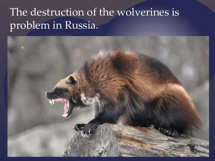 The destruction of the wolverines is problem in Russia.