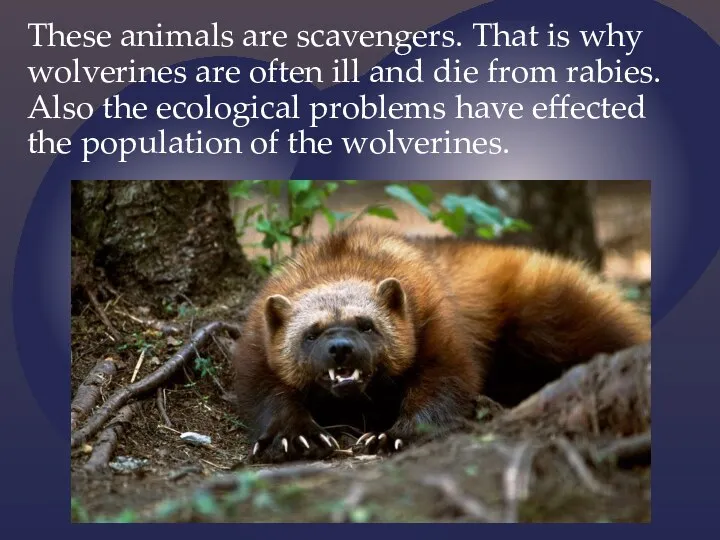 These animals are scavengers. That is why wolverines are often ill and