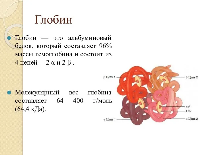 Глобин Глобин — это альбуминовый белок, который составляет 96% массы гемоглобина и