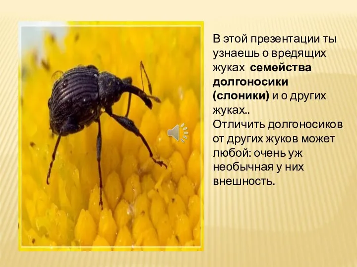 В этой презентации ты узнаешь о вредящих жуках семейства долгоносики (слоники) и