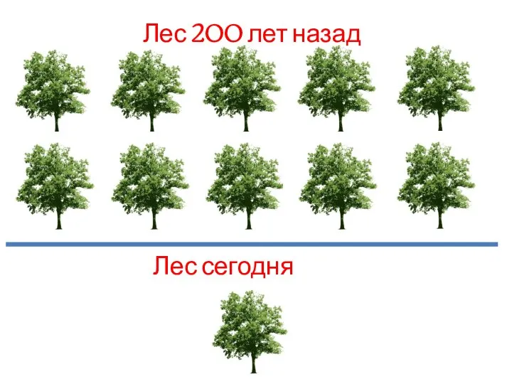 Лес 200 лет назад Лес сегодня