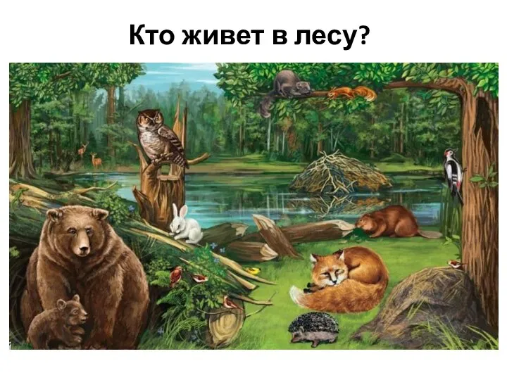 Кто живет в лесу?