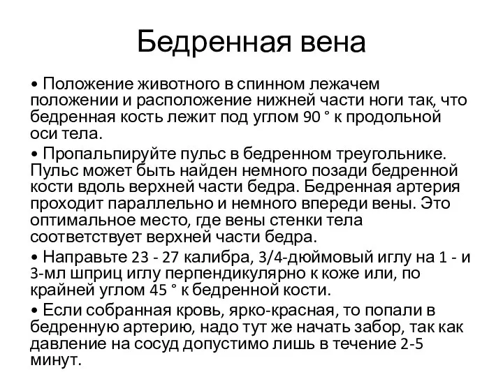 Бедренная вена • Положение животного в спинном лежачем положении и расположение нижней