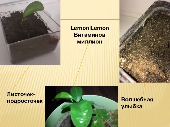 Lemon Lemon Витаминов миллион Листочек-подросточек Волшебная улыбка