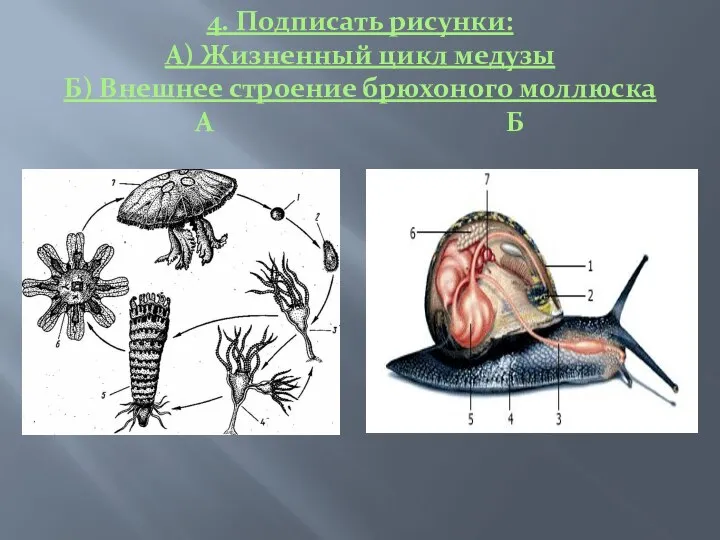 4. Подписать рисунки: А) Жизненный цикл медузы Б) Внешнее строение брюхоного моллюска А Б