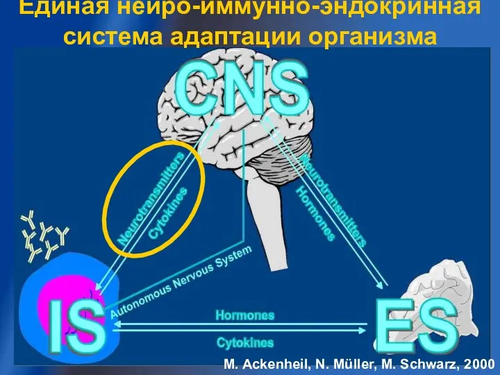 M. Ackenheil, N. Müller, M. Schwarz, 2000 Единая нейро-иммунно-эндокринная система адаптации организма