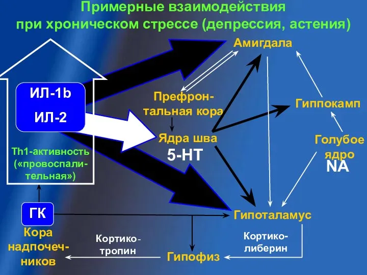 Кора надпочеч-ников Ядра шва Гипоталамус Гипофиз Кортико-либерин Кортико-тропин 5-НТ Голубое ядро NA