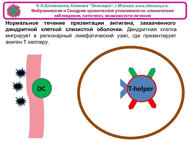 К.А.Шляпников, Клиника "Эхинацея", г.Москва, www.ehinaceya.ru Фибромиалгия и Синдром хронической утомляемости: клинические наблюдения,