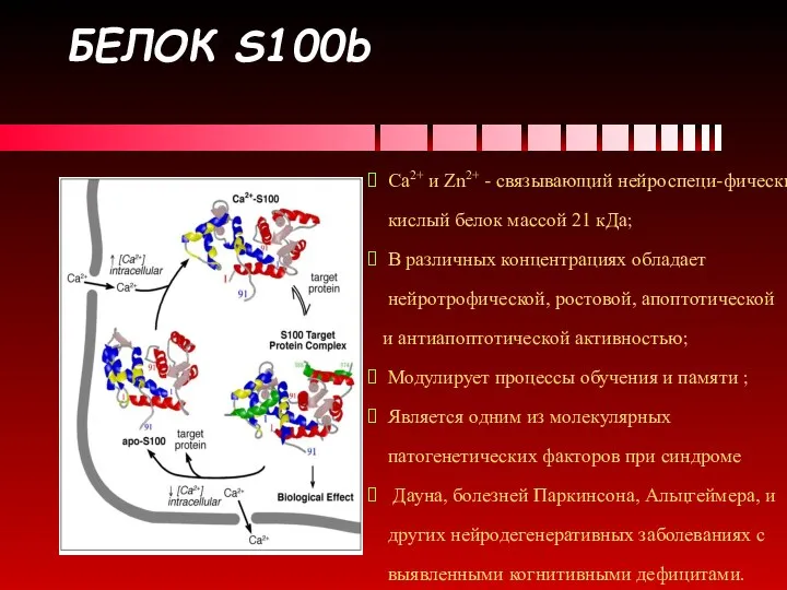 БЕЛОК S100b Ca2+ и Zn2+ - связывающий нейроспеци-фический кислый белок массой 21
