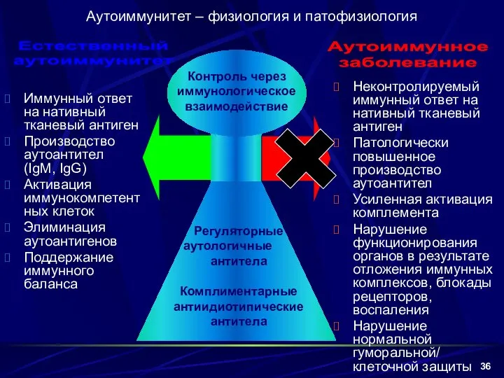 Аутоиммунитет – физиология и патофизиология Иммунный ответ на нативный тканевый антиген Производство