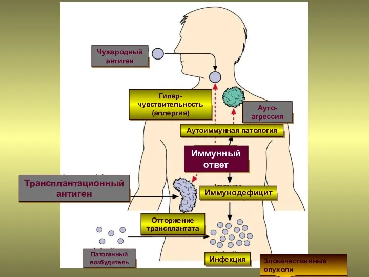 Иммунный ответ Иммунодефицит Аутоиммунная патология Гипер-чувствительность (аллергия) Отторжение трансплантата Инфекция Ауто-агрессия Патогенный