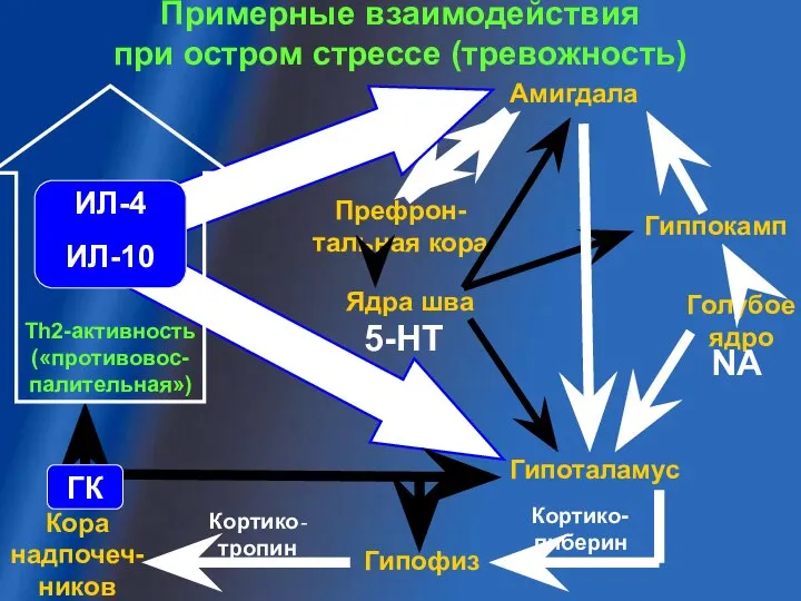 Кора надпочеч-ников Ядра шва Гипоталамус Гипофиз Кортико-либерин Кортико-тропин 5-НТ Голубое ядро NA