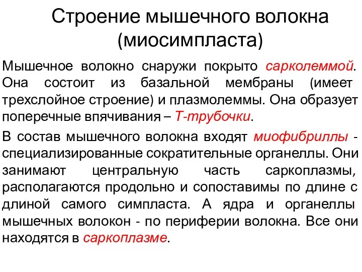 Строение мышечного волокна (миосимпласта) Мышечное волокно снаружи покрыто сарколеммой. Она состоит из