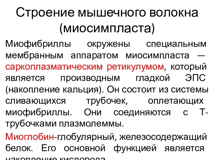 Строение мышечного волокна (миосимпласта) Миофибриллы окружены специальным мембранным аппаратом миосимпласта — саркоплазматическим