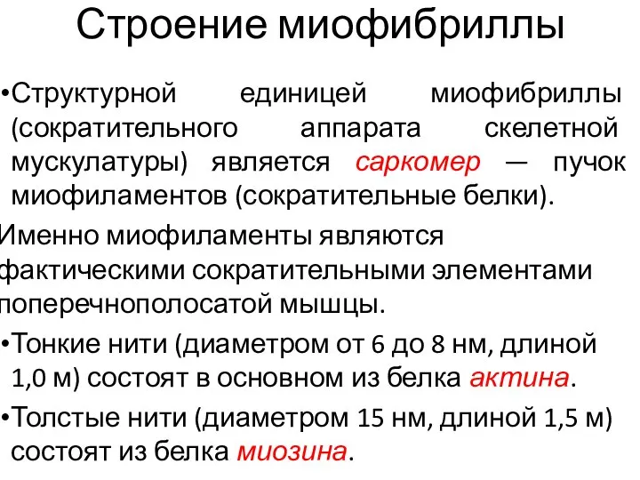 Строение миофибриллы Структурной единицей миофибриллы (сократительного аппарата скелетной мускулатуры) является саркомер —