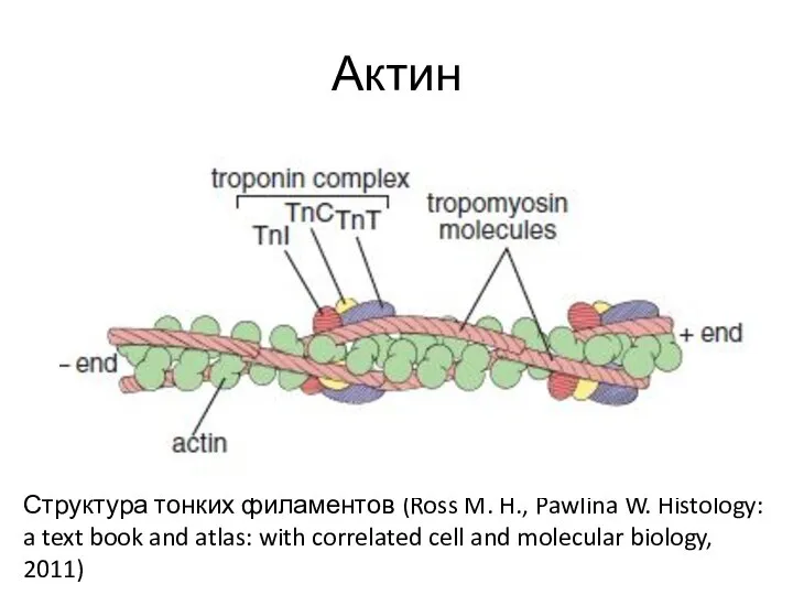 Актин Структура тонких филаментов (Ross M. H., Pawlina W. Histology: a text