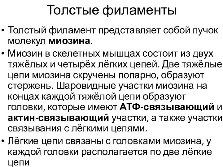 Толстые филаменты Толстый филамент представляет собой пучок молекул миозина. Миозин в скелетных