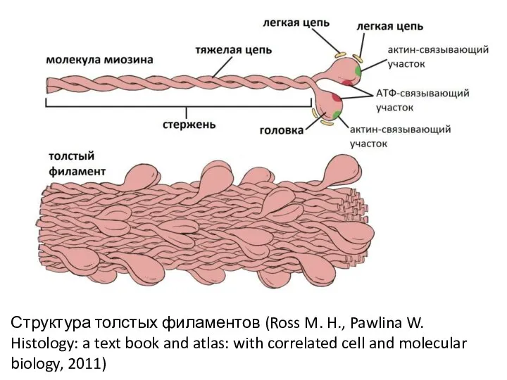 Структура толстых филаментов (Ross M. H., Pawlina W. Histology: a text book